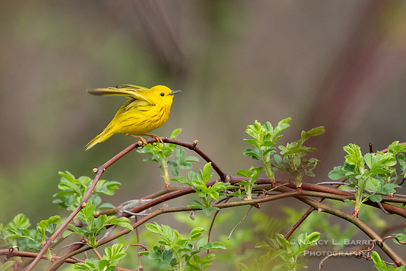 Yellow Warbler - Gellert Preserve