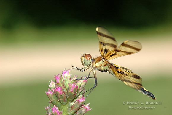 Dragonfly