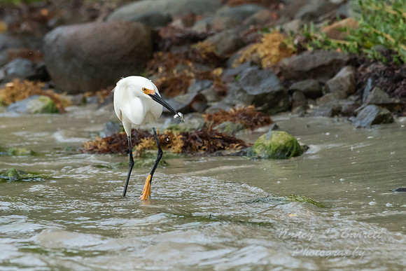 Snowy Egret