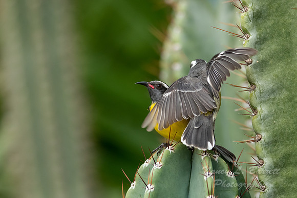 Bananaquit