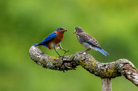 Eastern Bluebirds - Killingly
