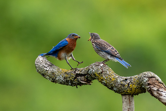 Eastern Bluebirds - Killingly