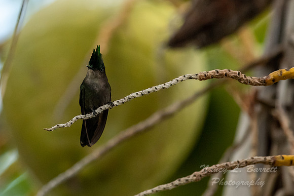 Antillian Crested Hummingbird
