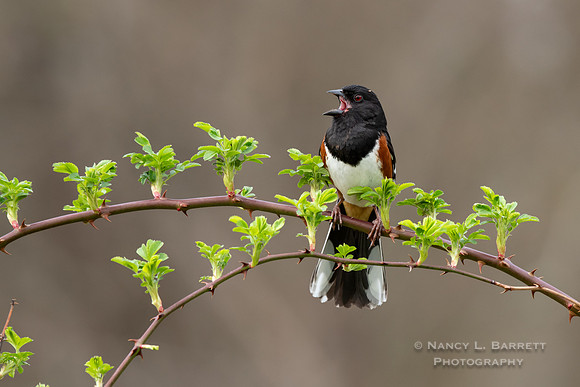 Eastern Towhee - Gellert Preserve