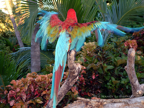Parrot