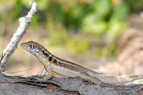 Gecko