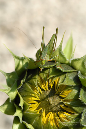Katydid