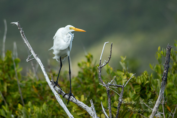 Great Egret