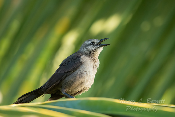 Carib Grackle