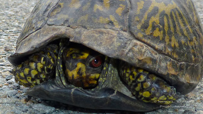 Box Turtle_103 16x9