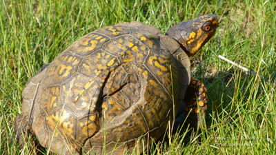 Box Turtles Mating_111