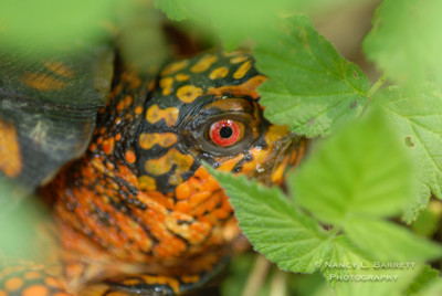 turtle (16)