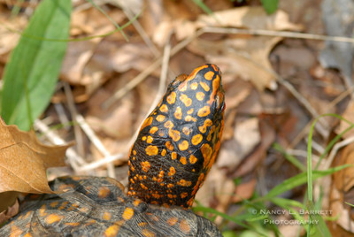turtle (24) H052007