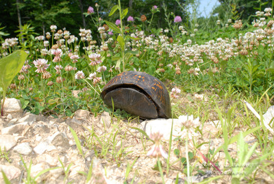 Turtle June 07 (1) H062007