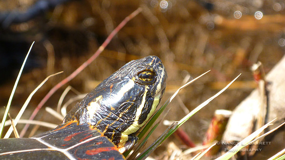 Eastern Painted Turtle