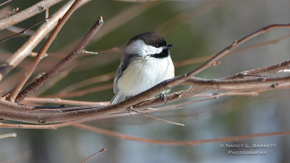 Chickadee