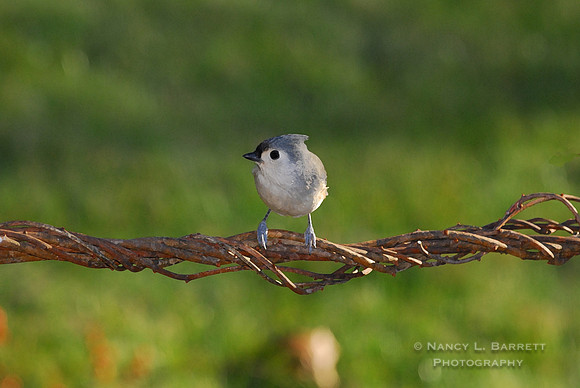 Tufted Titmouse