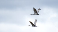 Sandhill Cranes 5