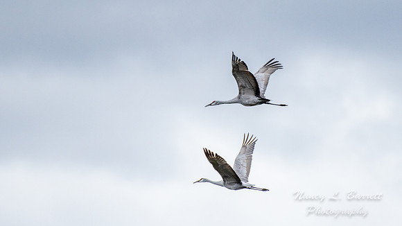 Sandhill Cranes 5