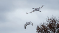 Sandhill Cranes 4