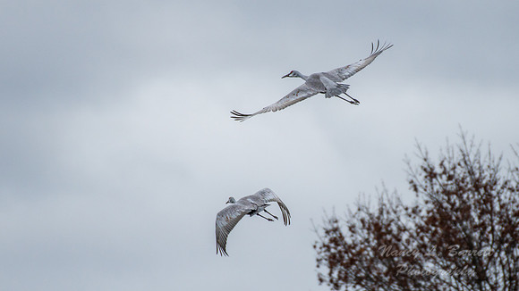 Sandhill Cranes 4