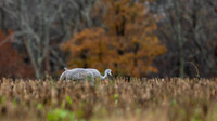 Sandhill Cranes 1