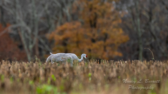 Sandhill Cranes 1