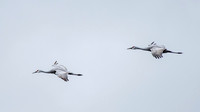 Sandhill Cranes 6