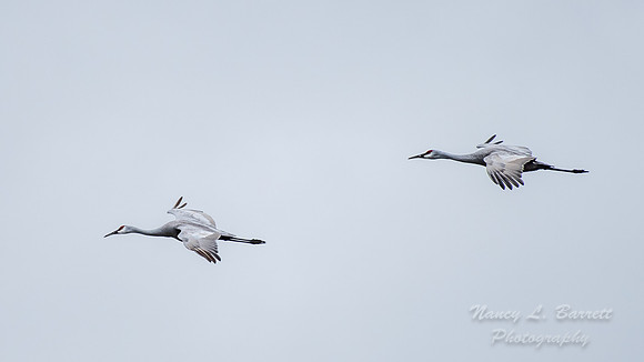 Sandhill Cranes 6
