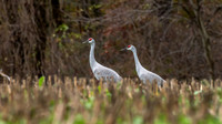 Sandhill Cranes 2