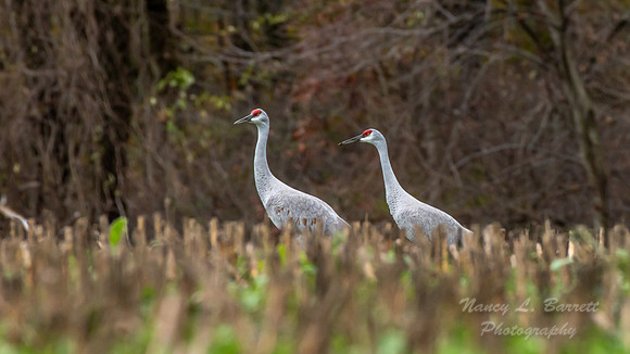 Sandhill Cranes 2