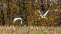 Sandhill Cranes 3
