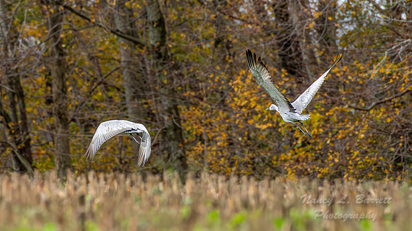 Sandhill Cranes 3