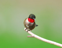 Ruby-throated Hummingbird