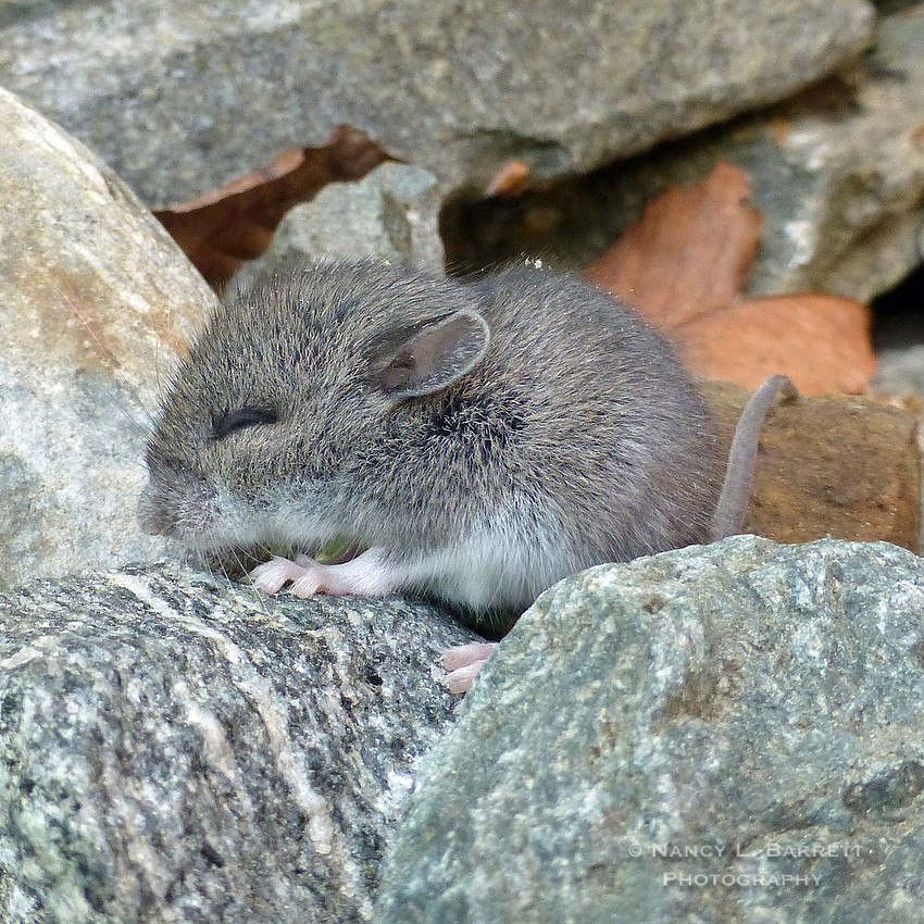 Baby Mouse14 mod