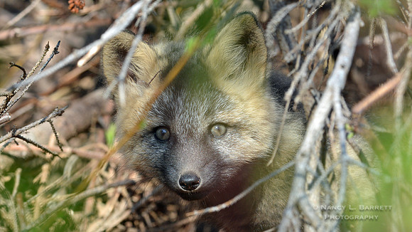 Red Fox Kit