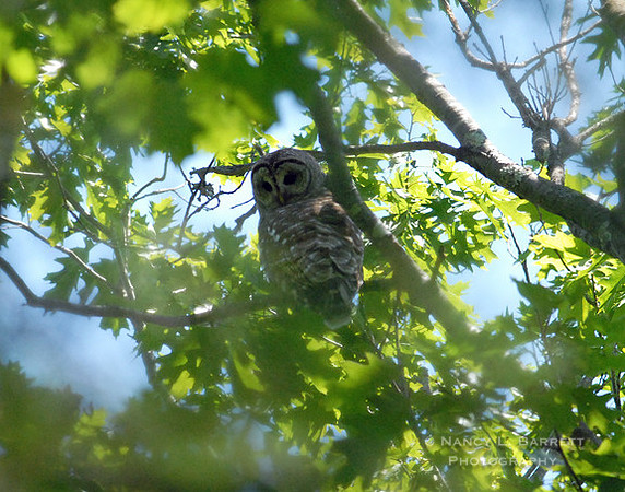Owl_136 mod web