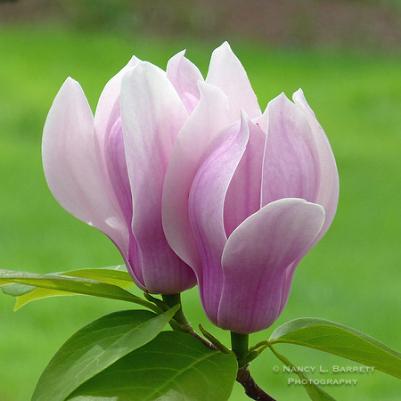 #55 Magnolia Blossom 16x16 $75