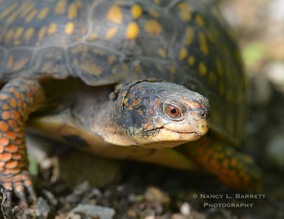 Eastern Box Turtle