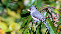Tufted Titmouse with Acorn