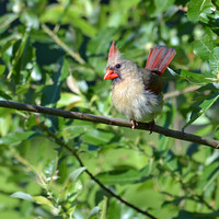 Cardinal Juvenile12 web