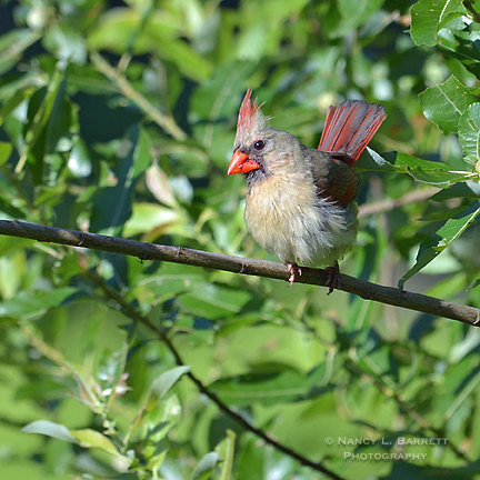 Cardinal Juvenile12 web