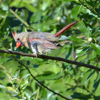 Cardinal Juvenile18 web