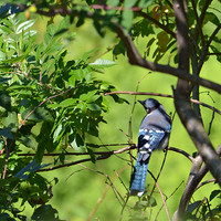 Birds_0034 web
