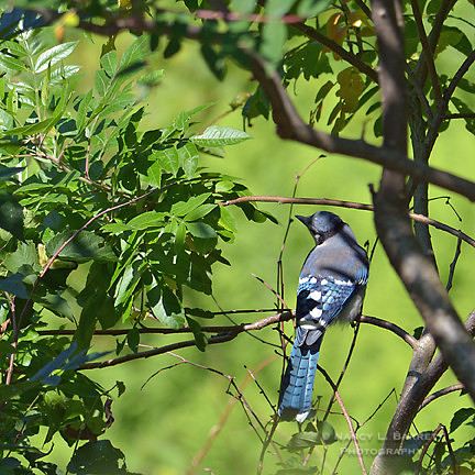 Birds_0034 web