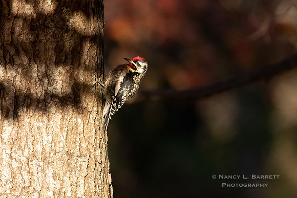 Yellow-bellied sapsucker