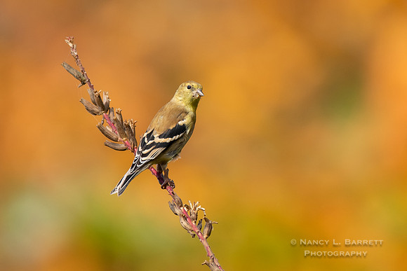 American Goldfinch