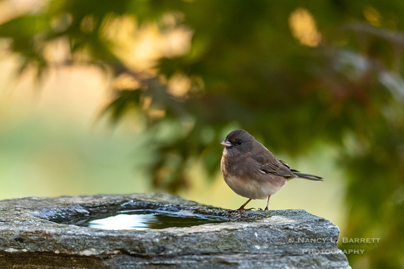 Dark-eyed Junco