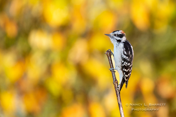 Downy Woodpecker