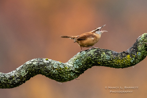 Carolina Wren